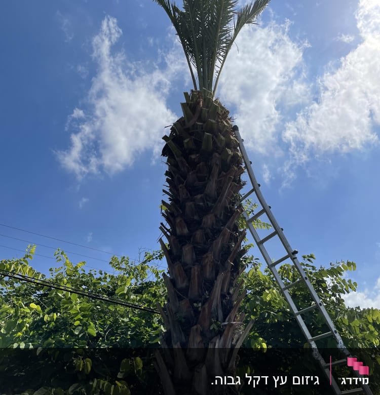 שמואל גזם את עץ הדקל עקב פירותיו שהיו נופלים ומלכלכים את הריצפה. עשה עבודה מצויינת , היה מנומס ולקח מחיר סביר.